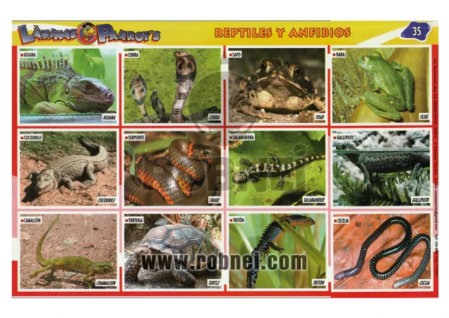 Reptiles Y Anfibios